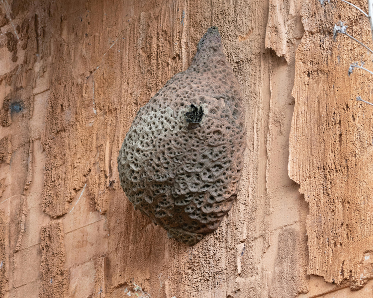 Wasp Nest Inside Your Wall? Why September Is When You Hear It