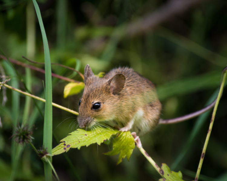 What Attracts Mice to Your House? The 7 Things Ontario Mice Are Looking For This Fall