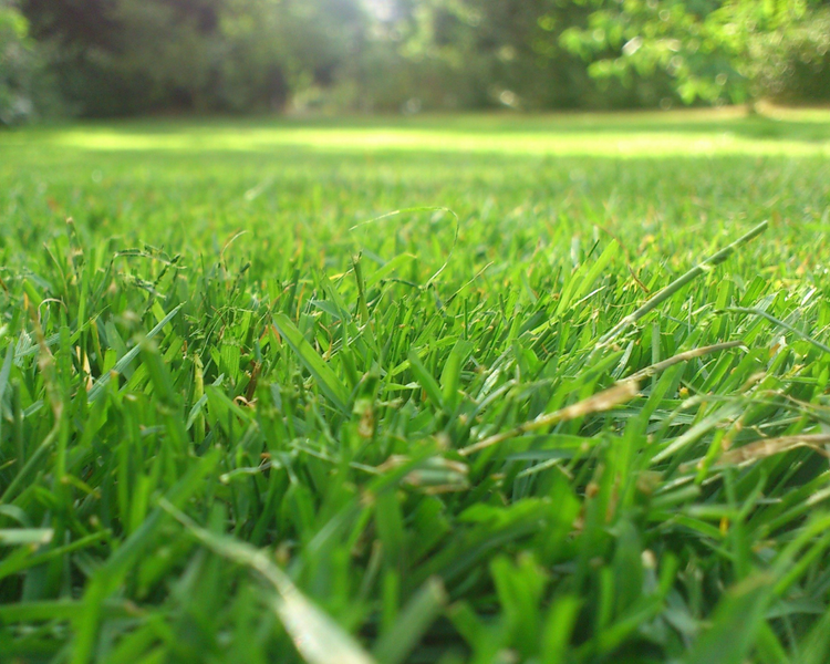 What's Digging Up Your Lawn at Night? Grubs, Skunks and Raccoons in Ontario