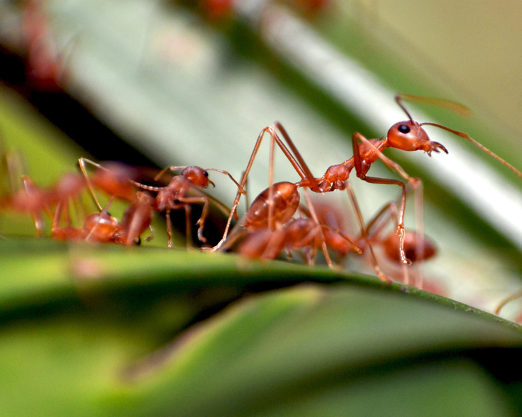 Why Are Ants in My House in the Fall? (An Ontario Homeowner's Guide)