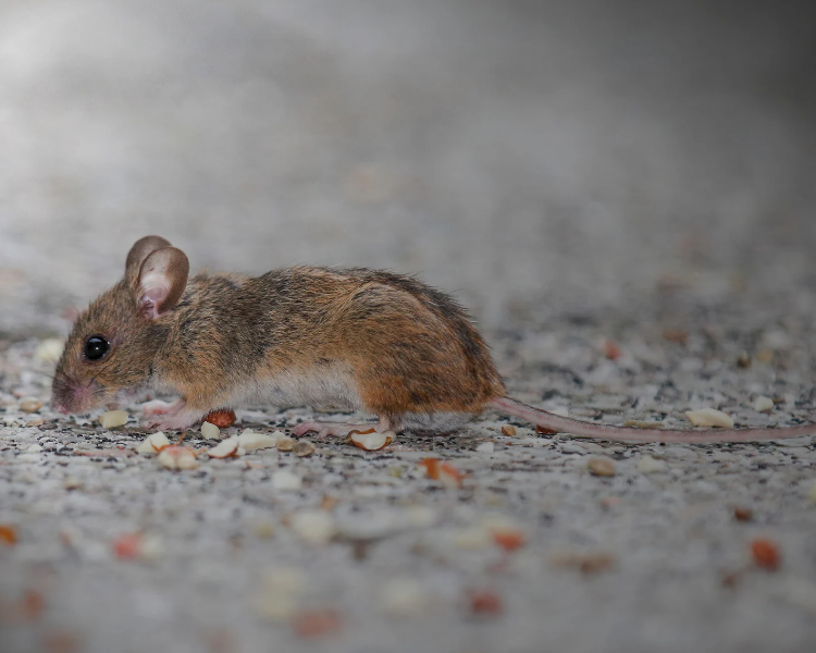Are Mice in Your House Dangerous? Diseases, Damage and Real Risks in Ontario