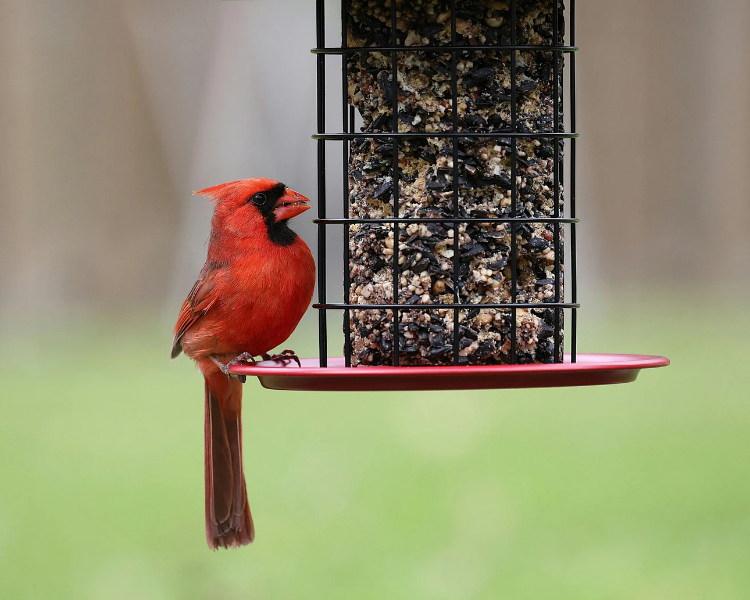 Do Bird Feeders Attract Mice? Feeding Birds Without Feeding Rodents in Ontario