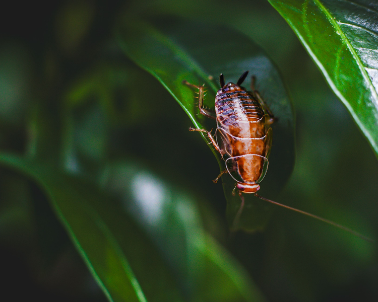 Do Cockroaches Die in Winter? (Why Ontario's Cold Doesn't Save You)