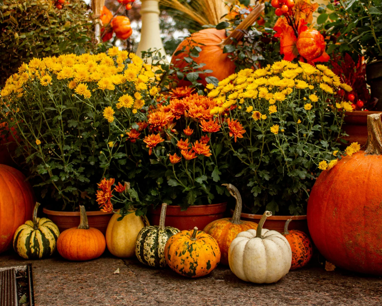 Do Pumpkins and Fall Decorations Attract Pests? (Halloween Setup That Doesn't Feed Mice)