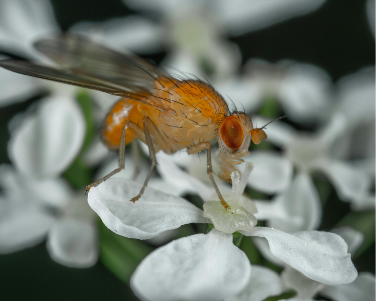 Fruit Flies Won't Go Away? The October Fruit-Fly Surge in Ontario Kitchens