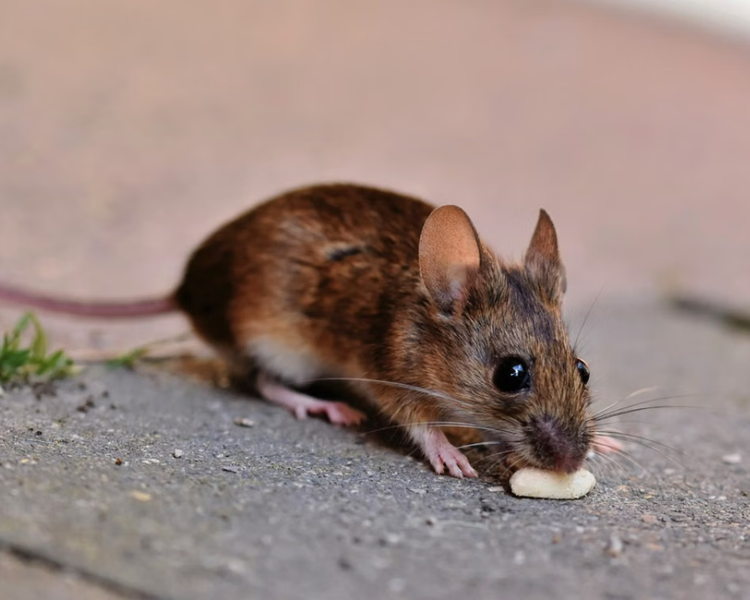 Do Glue Traps Work for Mice? Why Ontario Pros Rarely Use Them