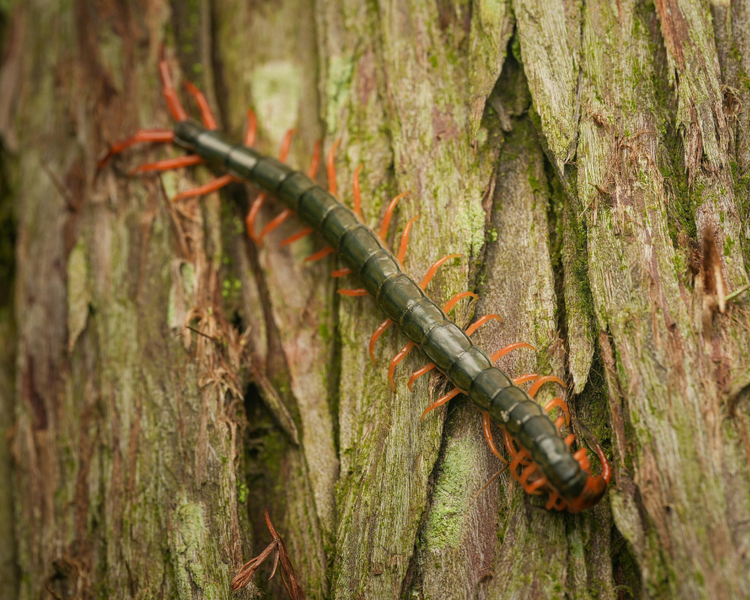 House Centipedes in Ontario Basements: Should You Worry?