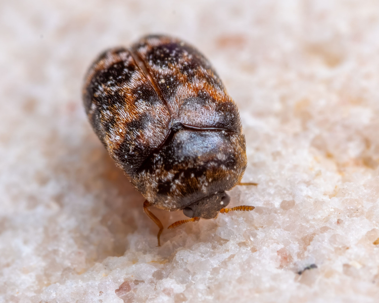How to Get Rid of Carpet Beetles — The Ontario Homeowner's Guide