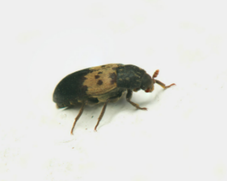 Larder Beetles in Your House? Here's What They're Feeding On