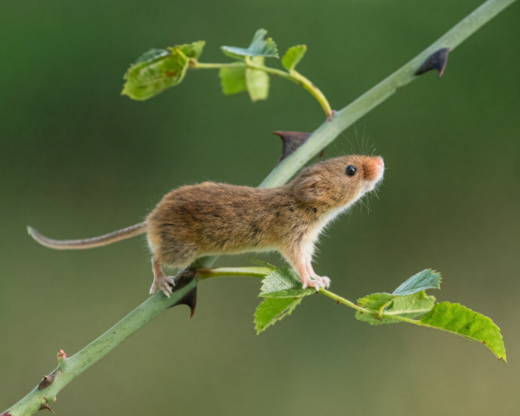 Mice in the Kitchen: Cupboards, Under the Stove, and What Actually Stops Them