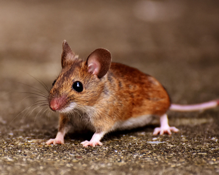 Mice in a New Build: Why Brand-New GTA Homes Get Mice First (and What the Builder Won't Fix)