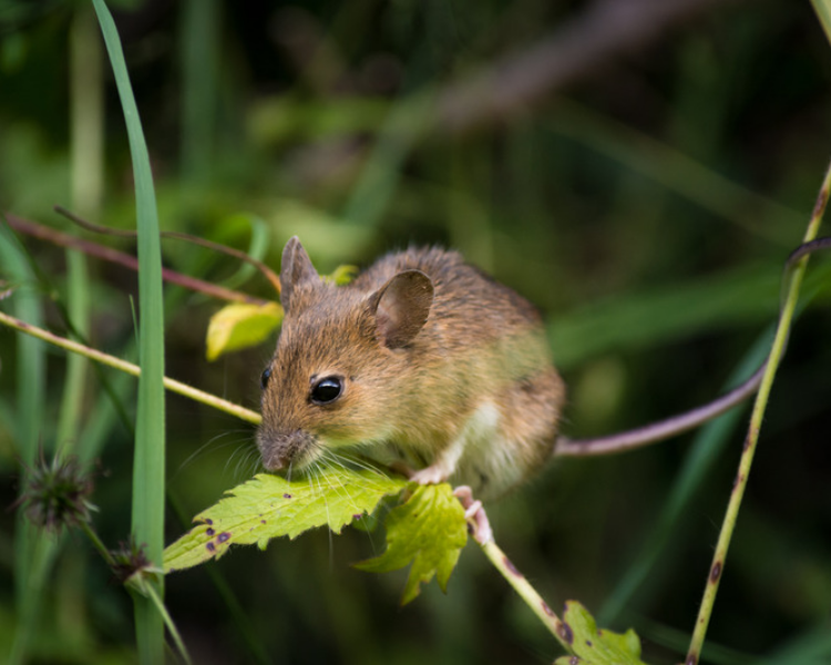 Why New-Build Homes in Markham and Vaughan Get Mice (And What Builders Miss)