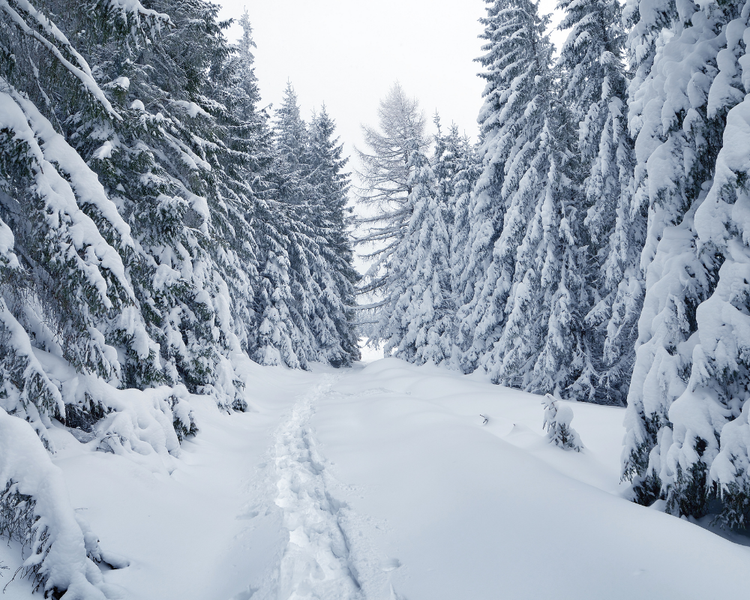 Do You Need Pest Control in Winter in Ontario? What Actually Stops in the Cold — and What Starts