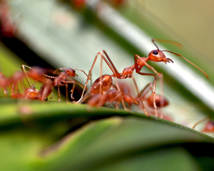 Pharaoh Ants: The Tiny Ants That Multiply When You Spray Them