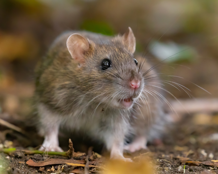 Rat Poison Is Showing Up in Toronto and Vaughan's Wild Mice: What GTA Homeowners Should Do
