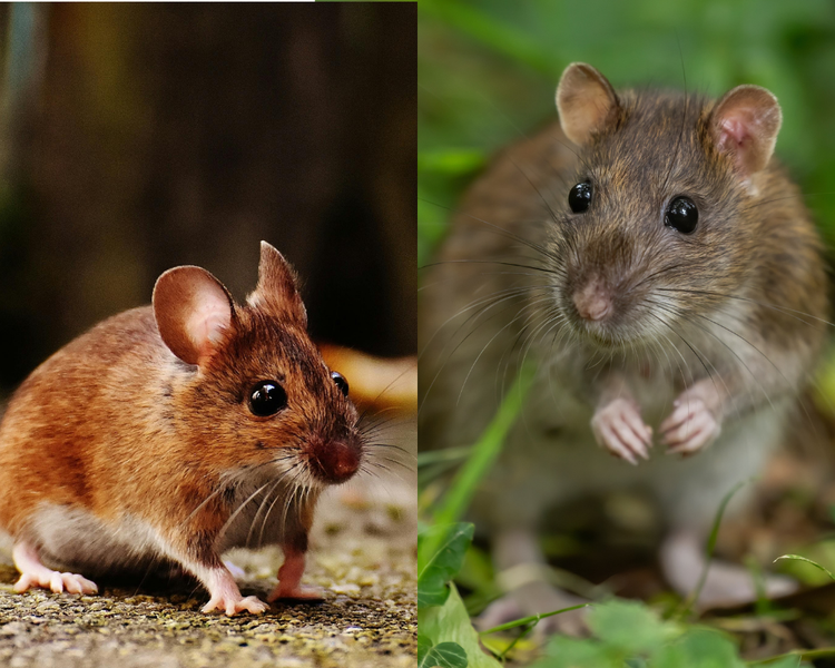Rat or Mouse? How to Tell What's in Your Ontario House