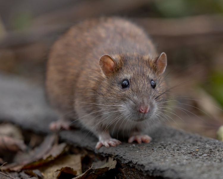 Signs of Rats in Your House: What Ontario Inspectors Actually Look For
