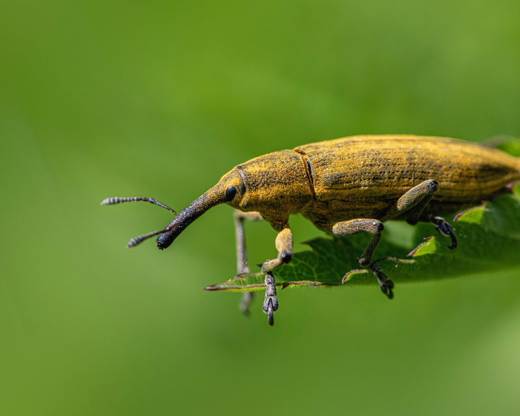 Weevils in Your Flour: Where They Actually Come From (It's Not Your Kitchen)