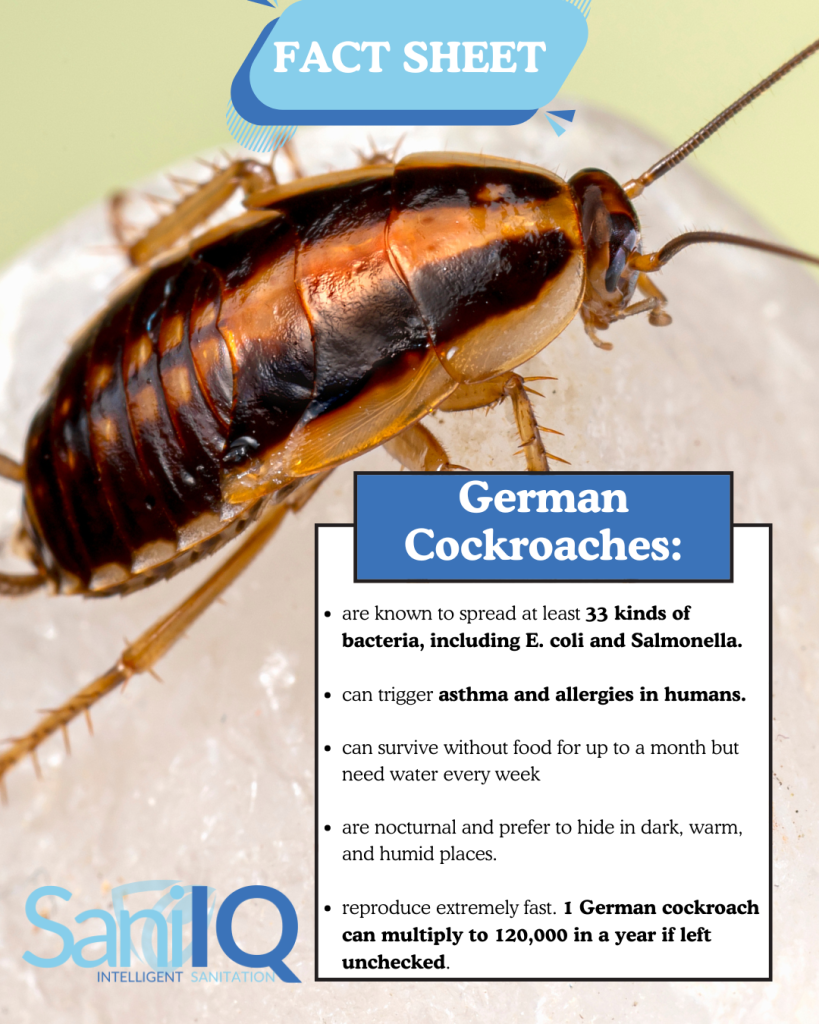 German cockroach fact sheet by Sani IQ pest control