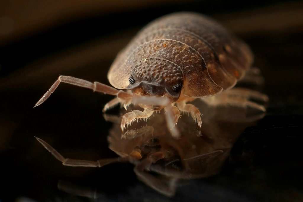 armadillo-worm-bug-insect-35804 Detailed macro image of a bed bug reflecting on a surface, showcasing the insect's texture.