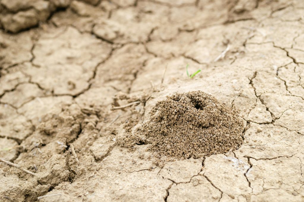 pexels-photo-13434666-13434666 A close-up of an ant hill on arid, cracked soil in Novi Sad, Serbia.