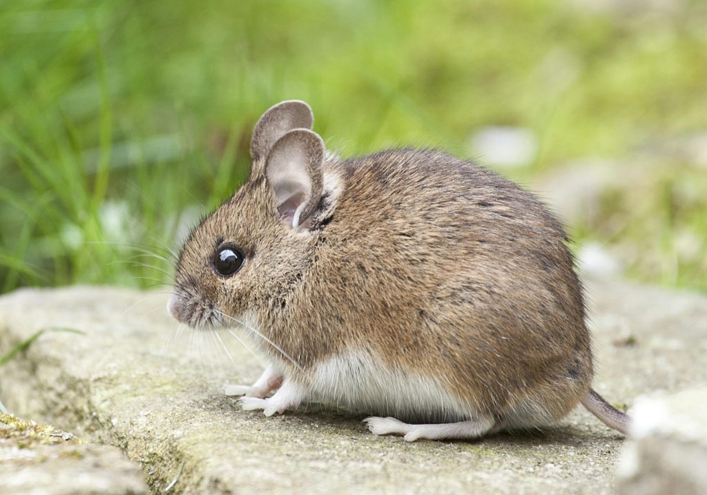Adorable wood mouse with button eyes sitting on a rock outdoors, showcasing its brown fur and long whiskers.