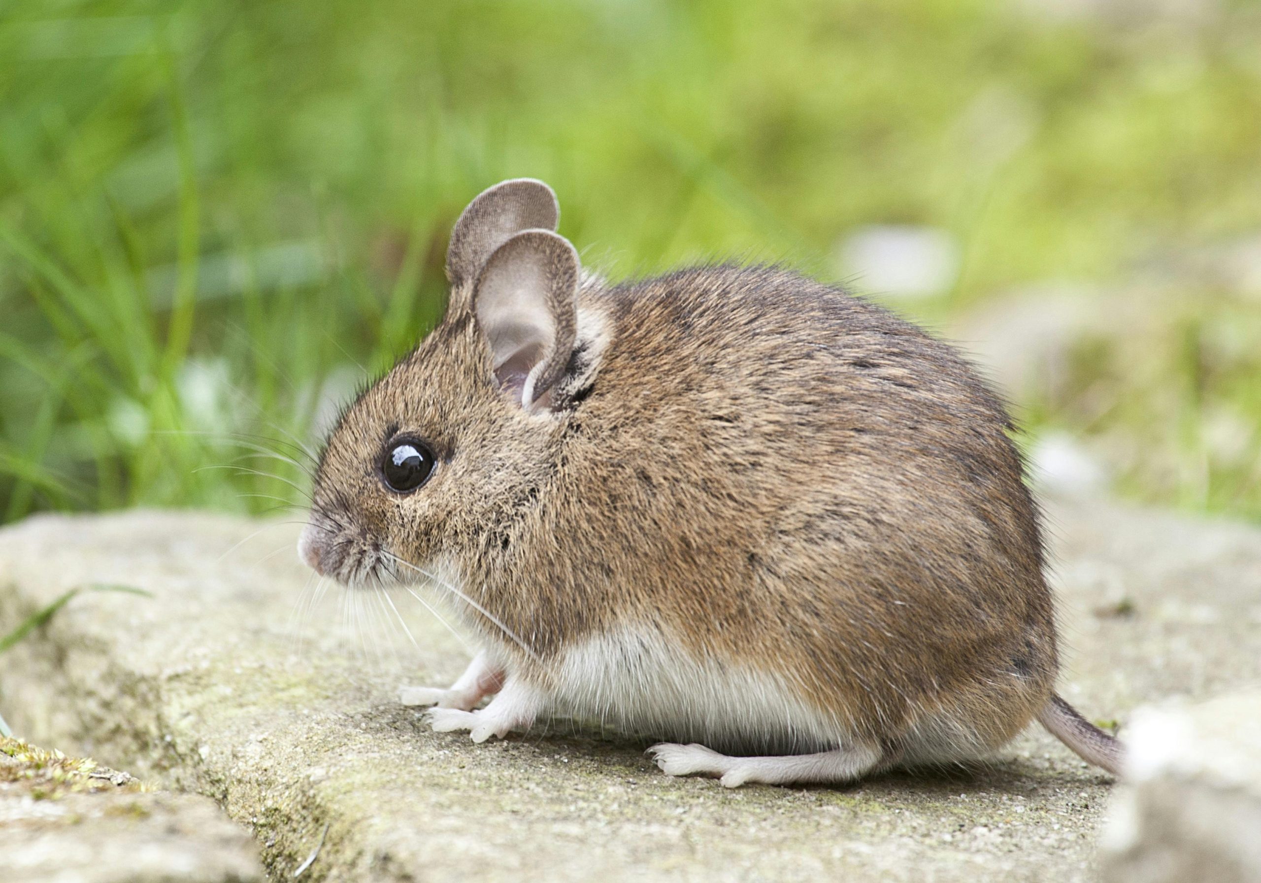 Adorable wood mouse with button eyes sitting on a rock outdoors, showcasing its brown fur and long whiskers.