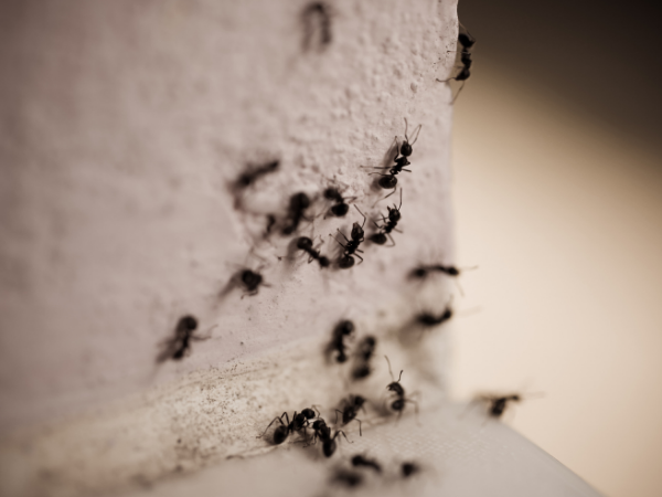 ant pheromone trails