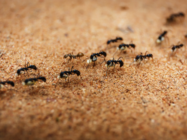 ant pheromone trails