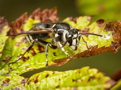 wasp exterminator barrie bald-faced hornet