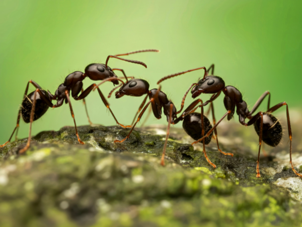 ant pheromone trails