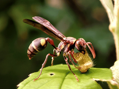 wasp exterminator barrie paper wasp