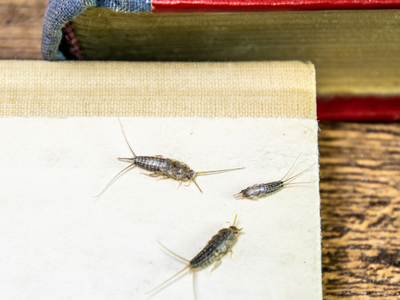 silverfish diet book