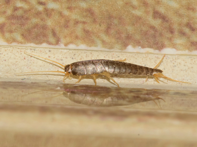 silverfish diet wallpaper