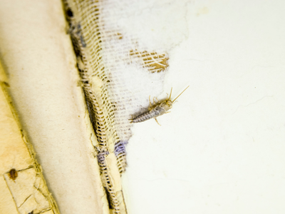 silverfish diet cloth