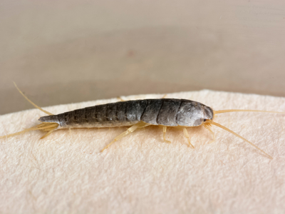 silverfish diet