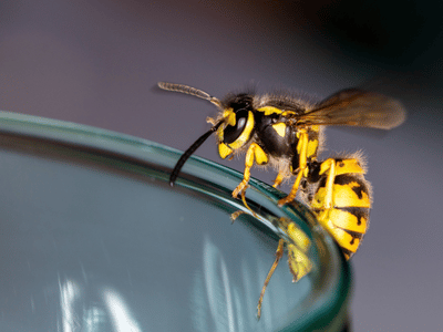 wasp exterminator barrie yellowjacket