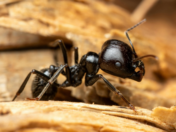 carpenter ant residential pest control